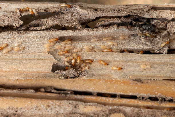 Best Pest Removal Services  in Troy, NC